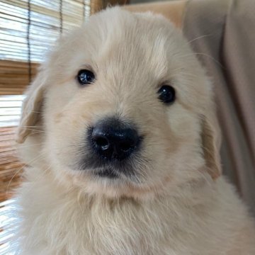 ゴールデンレトリバー【和歌山県・男の子・2022年3月8日・ゴールド】の写真「モコモコの可愛い男の子」