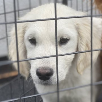 ゴールデンレトリバー【和歌山県・男の子・2023年11月6日・クリーム】の写真「小ぶりな男の子」