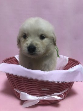 ゴールデンレトリバー【和歌山県・女の子・2019年9月23日・クリーム】の写真「一番おチビちゃん」