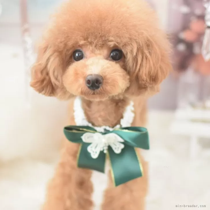 ID：2412-07262の子犬