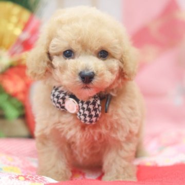 トイプードル(タイニー)【広島県・男の子・2025年10月29日・ペールフォーン】の写真「よく食べる元気な男の子」