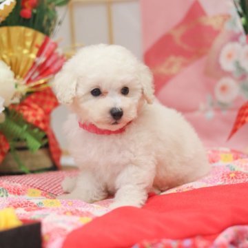 トイプードル(タイニー)【広島県・女の子・2025年10月21日・ホワイト】の写真「血統優秀⭐︎ホワイトの女の子」