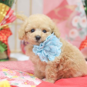 トイプードル(タイニー)【広島県・男の子・2025年10月29日・ペールフォーン】の写真「可愛いお顔の男の子♪」