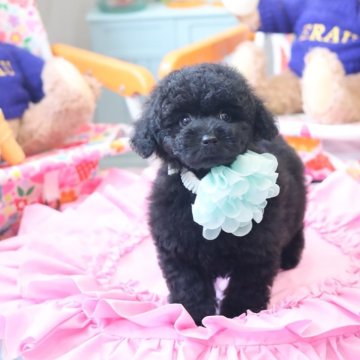 トイプードル(トイ)【広島県・男の子・2025年5月9日・ブラック】の写真「血統優秀な真っ黒爆毛な男の子♪」