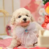 タイニープードル