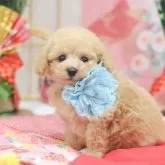 タイニープードル