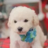 タイニープードル【広島県・男の子・2025年10月21日・ホワイト】の写真3