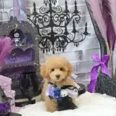 トイプードル(トイ)【広島県・男の子・2025年7月16日・ペールフォーン】の写真6