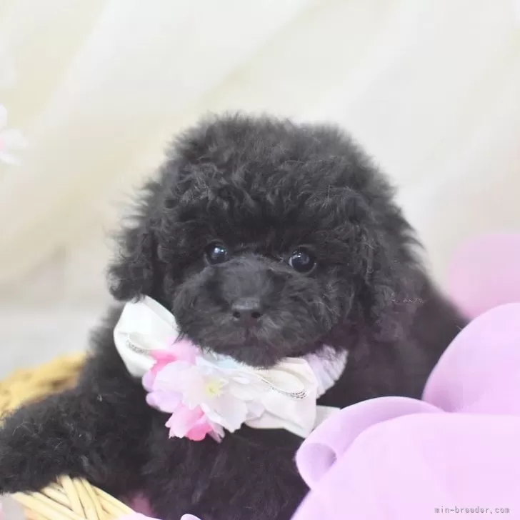 ID：2404-01771の子犬