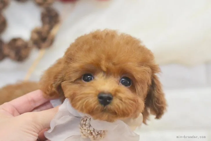 ID:2111-03605の子犬