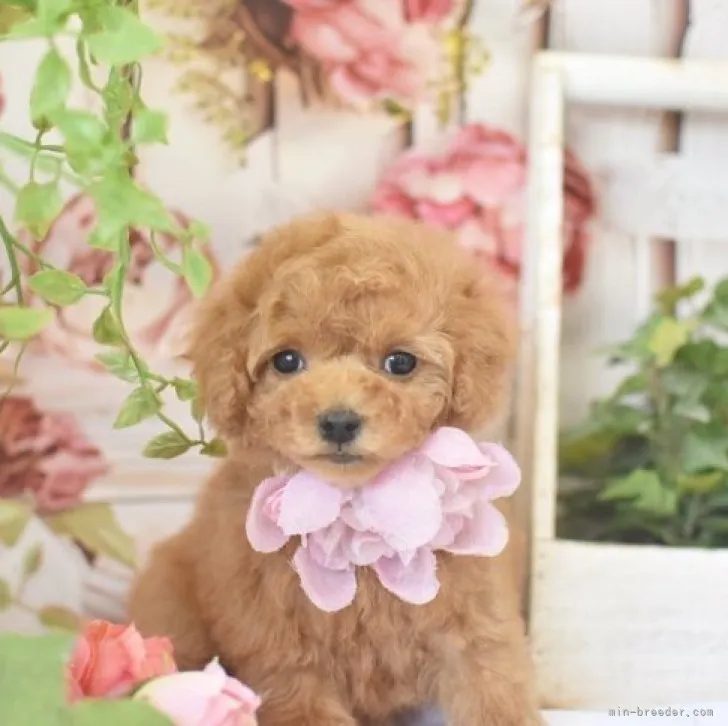 ID：2305-04344の子犬