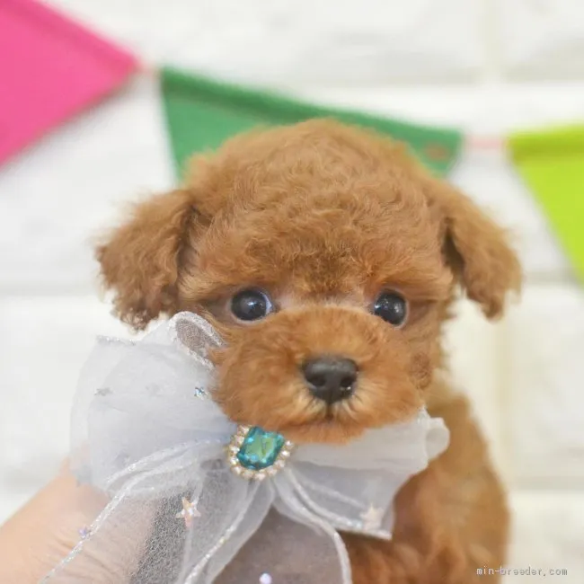 ID：2105-01909の子犬
