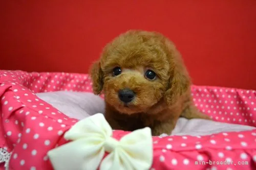 ID:1710-01995の子犬