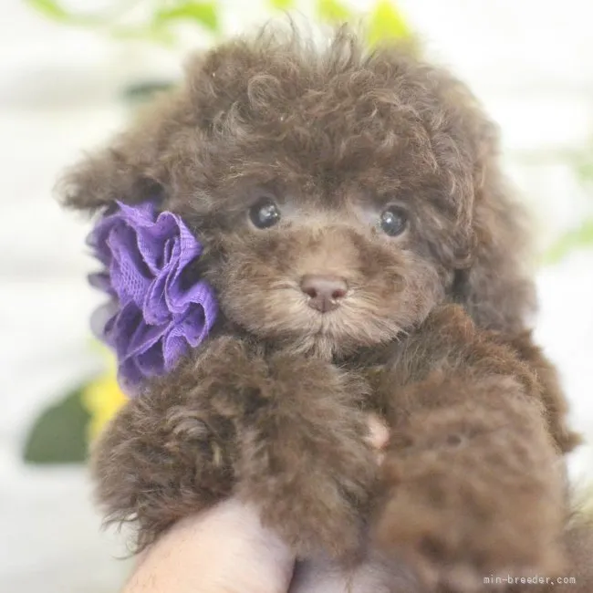 ID：2108-02903の子犬