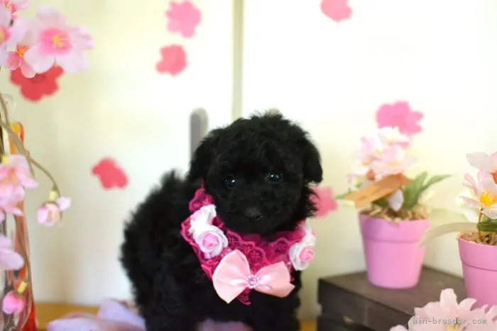 ID：1804-00595の子犬