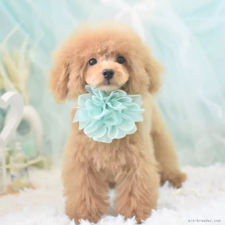 ID：2403-06880の子犬