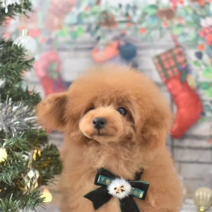 ID：2309-03740の子犬