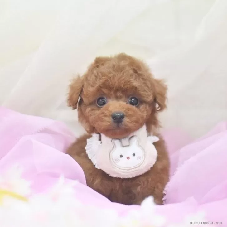 ID:2403-06881の子犬