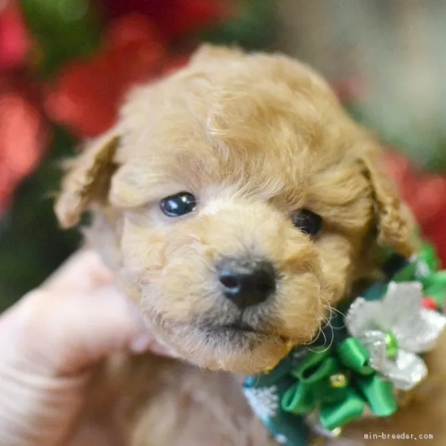 ID：2012-02282の子犬