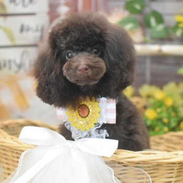 トイプードル(ティーカップ)【広島県・女の子・2024年3月2日・ブラウン】の写真「血統優秀☆ティーカップのブラウン☆5ヶ月1.2キロ」
