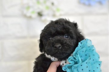 トイプードル(タイニー)【広島県・男の子・2020年4月22日・ブラック】の写真「とっても愛想良しの可愛い男の子です♪」