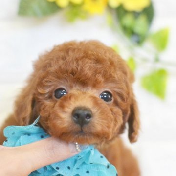 トイプードル(トイ)【広島県・男の子・2021年6月1日・レッド】の写真「しっかりした男の子」