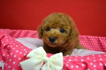 トイプードル(トイ)【広島県・男の子・2017年9月13日・アプリコット】の写真「大きめでおっとりした男の子♪」