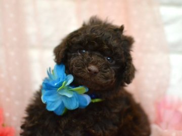 トイプードル(トイ)【広島県・男の子・2019年1月10日・ブラウン】の写真「父はチャンピオン☆ママもチャンピオン直子」