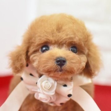 トイプードル(タイニー)【広島県・男の子・2022年11月24日・レッド】の写真「小ぶりで可愛い男の子♪」