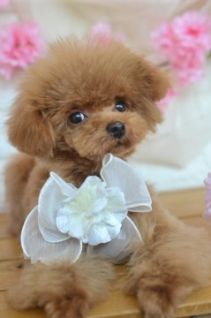 トイプードル(ティーカップ)【広島県・女の子・2021年10月11日・レッド】の写真「人懐こくて欠点のない小さな可愛い女の子」