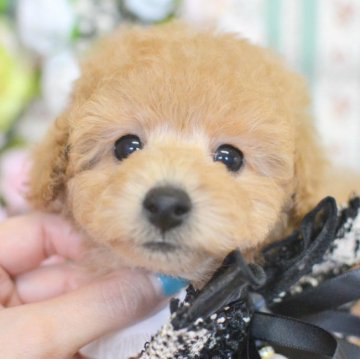 トイプードル(トイ)【広島県・男の子・2020年11月8日・クリーム】の写真「パパもママも血統優秀♪とにかく元気印の男の子」