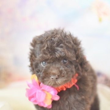 トイプードル(タイニー)【広島県・女の子・2023年7月24日・ブラウン】の写真「血統優秀な小ぶりな女の子」