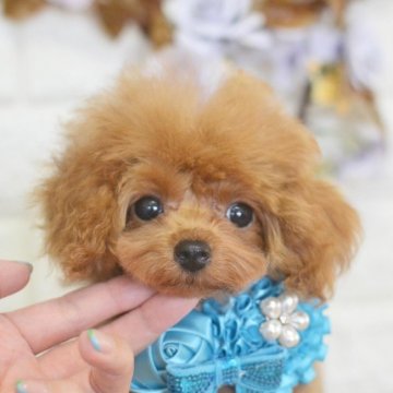 トイプードル(ティーカップ)【広島県・男の子・2021年6月6日・レッド】の写真「小さくてかわいい男の子♪」