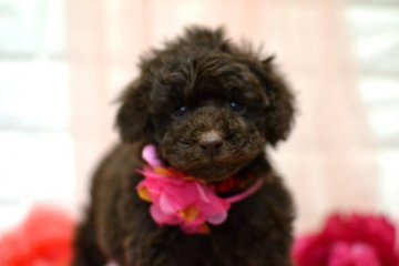 トイプードル(トイ)【広島県・男の子・2019年1月10日・ブラウン】の写真「父はチャンピオン☆ママもチャンピオン直子」