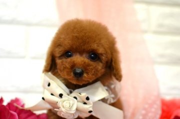 トイプードル(タイニー)【広島県・男の子・2019年1月2日・レッド】の写真「小ぶりで血統優秀なレッドの可愛い男の子♪」