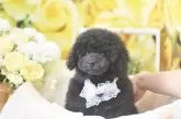 タイニープードル【広島県・女の子・2024年2月14日・ブラック】の写真2