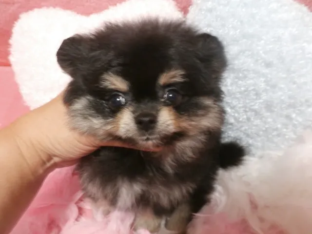 ラッキー 様のお迎えした子犬