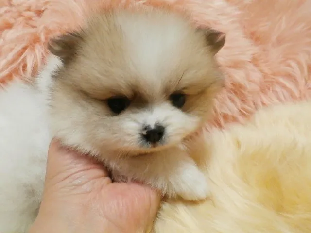 ポメちゃん 様のお迎えした子犬