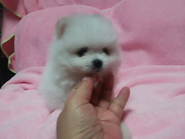 yasu 様のお迎えした子犬
