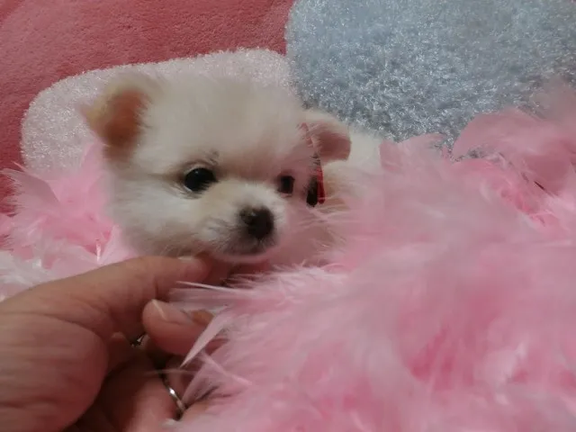 ニコニコ 様のお迎えした子犬