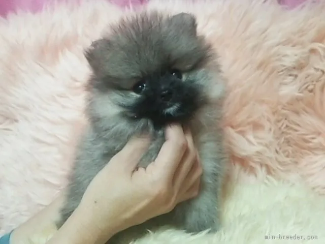 わんたろう 様のお迎えした子犬