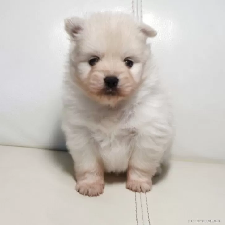 ID:2508-00992の子犬