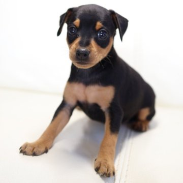 ミニチュアピンシャー【新潟県・女の子・2024年12月15日・ブラックタン】の写真「元気な男の子」