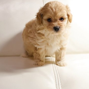 ポメプー(ポメラニアン×トイプードル)【新潟県・女の子・2025年10月27日・アプリコット】の写真「人懐っこくて可愛い女の子」