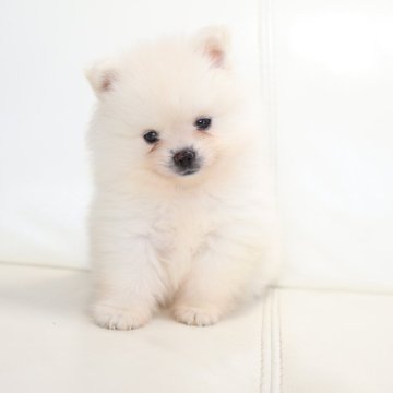 ポメラニアン【新潟県・女の子・2024年12月12日・ホワイト】の写真「小ぶり可愛い女の子」