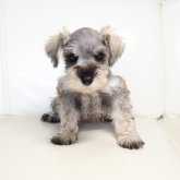 ミニチュアシュナウザー