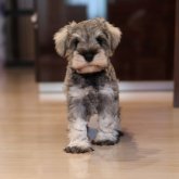 ミニチュアシュナウザー