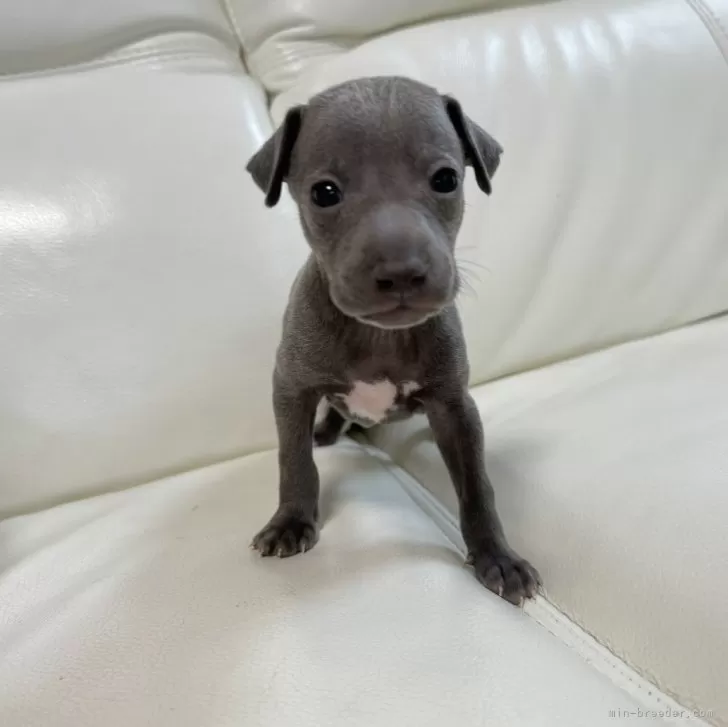 ID:2406-00455の子犬