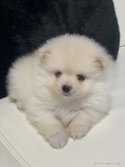 Y.S 様のお迎えした子犬