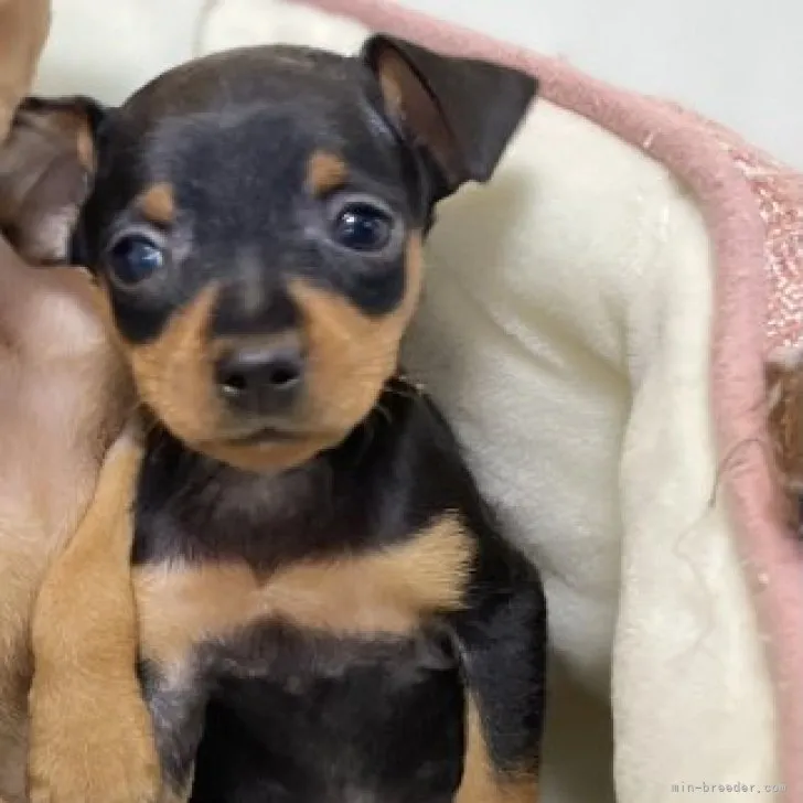 ID：2303-05069の子犬